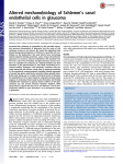 Altered mechanobiology of SchlemmTs canal endothelial cells in