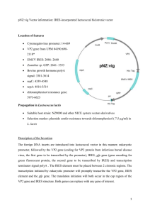 pNZ:vig Vector information: IRES