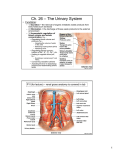 Ch. 26 – The Urinary System