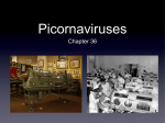 09 Chapter 36 Picornaviruses