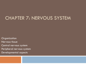 Chapter 7: Nervous System