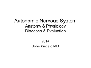 Autonomic Nervous System