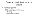 General principle of nervous system