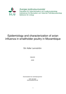 Epidemiology and characterization of avian influenza in