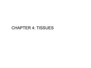 chapter 4: tissues - Warner Pacific College