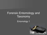 Entomology 1: Taxonomy