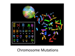 ChromosomeMutations