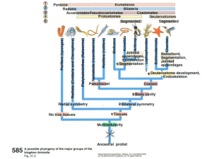 Some General Features of Animals