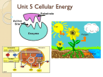 Unit 5 Cellular Energy
