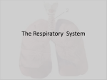 Respiratory System Unit 1: Anatomy and Physiology