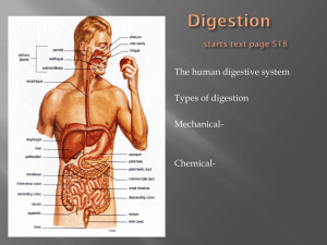 Digestion Guide 20158085