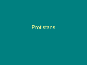 Protists