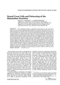 Neural crest cells and patterning of the mammalian dentition