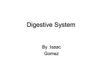 Digestive System