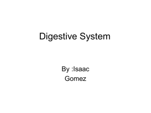 Digestive System