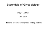 Essentials of Glycobiology Lecture 27 May 14,1998 Jeff Esko