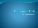 Porcupine Fish - AmbergrisCaye.com