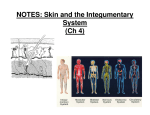NOTES: Skin and the Integumentary System (Ch 4)