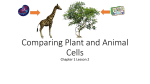 Plant-and-Animal-Cells-SLide-Notes