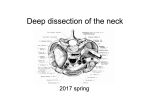 Deep dissection of the neck