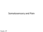 Somatosensory and Pain