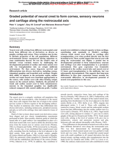 Graded potential of neural crest to form cornea, sensory neurons