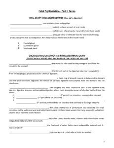 Fetal Pig Dissection - Part II Terms