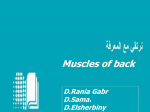 Intrinsic Muscles of the Back