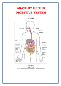 dıgestıve System - Yeditepe University Pharma Anatomy