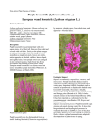 Purple loosestrife (Lythrum salicaria L.) European wand loosestrife