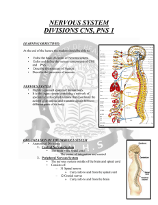 nervous system divisions cns, pns 1