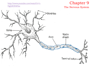 Chapter 9 Nerves