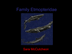 Family Etmopteridae