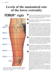 Levels of the anatomical cuts of the lower extremity