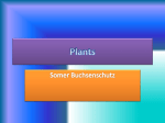 Plants - 7th