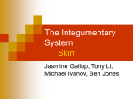 The Integumentary System Skin