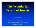 MG class Intro to Insects
