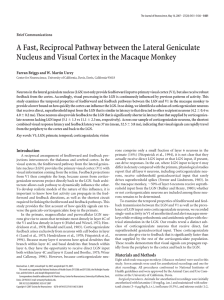 A Fast, Reciprocal Pathway between the Lateral Geniculate Nucleus