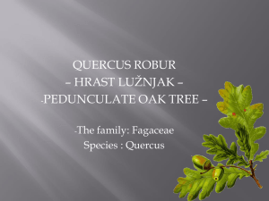 Pedunculate oak tree