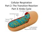 04 Transition reaction and Krebs cycle