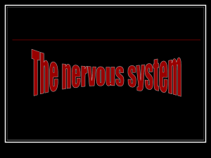 The Nervous System - OCPS TeacherPress