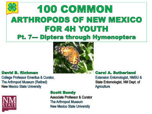 100 Common Arthropods Part 7 Diptera through