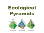 Ecological Pyramids pp