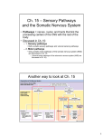 Ch. 15 – Sensory Pathways and the Somatic Nervous System