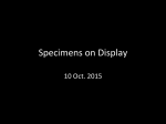 Specimens on Display