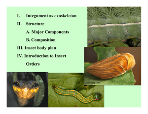 I. Integument as exoskeleton II. Structure A. Major Components B