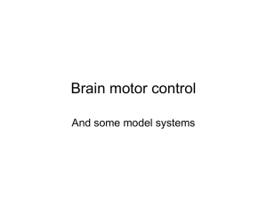 Brain motor control