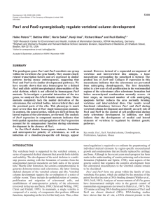 Pax1/Pax9 and vertebral column development