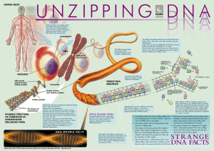 Unzipping DNA - School Science
