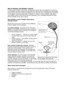 Nerve Disease and Bladder Control For the urinary system to do its